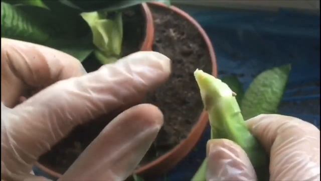 Сансевиерия Ханни, пересадка. смотреть онлайн