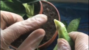 Сансевиерия Ханни, пересадка.