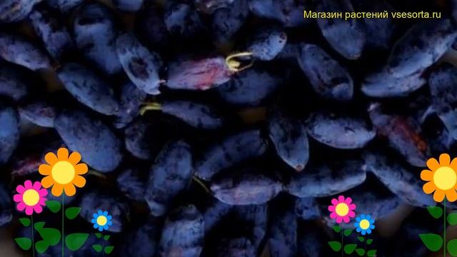 Жимолость съедобная Пчелиный мед. Краткий обзор, описание характеристик lonicera edulis Pchelinyi смотреть онлайн