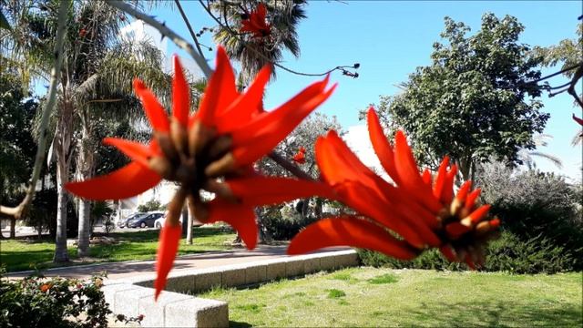 #Эритрина,#коралловое дерево.#Ашдод.#Израиль.#coral tree.#Israel. смотреть онлайн
