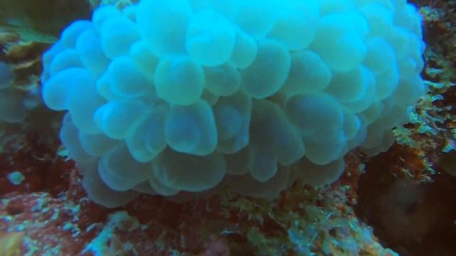 Alien Soft Corals, Zanzibar 2020 смотреть онлайн