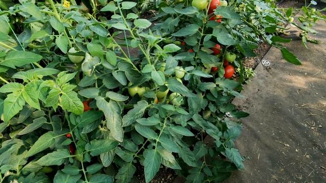 ??ТОМАТЫ ХЕПИНЕТ И ОЛЬГА. СРАВНЕНИЕ ДВУХ ГИБРИДОВ. Обзор смотреть онлайн