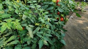 ??ТОМАТЫ ХЕПИНЕТ И ОЛЬГА. СРАВНЕНИЕ ДВУХ ГИБРИДОВ. Обзор