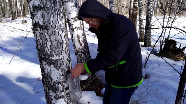Как собрать берёзовый сок безопасно для дерева