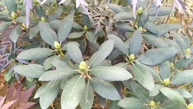 Цветочные и ростовые почки рододендронов смотреть онлайн