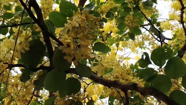 Yellow Flowers Golden Chain Tree - laburnum plants - Cassia fistula Gardening смотреть онлайн