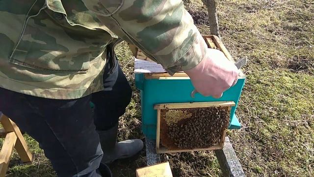 Весенняя ревизия пчелосемей. смотреть онлайн