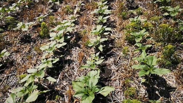 Что лучше ноутил или дисковка??? Разница посева подсолнуха, по дисковке или ноутил??? Доказательств смотреть онлайн