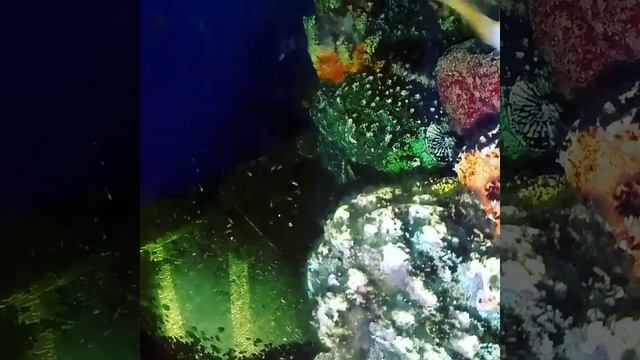 Мальки лабиатума смотреть онлайн