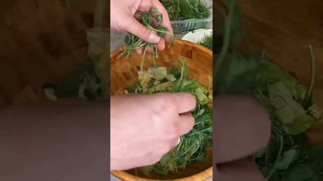 Овощной салат с микрозеленью и проростками. #микрозелень #зож #зожификация #рецепты смотреть онлайн