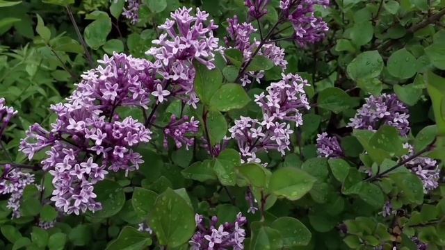 11-13.06 Дача,еживика буйным цветом,зацветают цинии,ч.1 смотреть онлайн