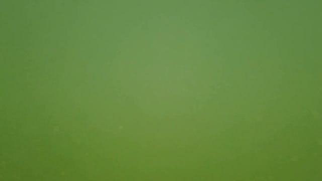 Pattaya??Таиланд здесь больше птиц чем в Америке и Европе вместе взятых это родина Сиамских кошек смотреть онлайн