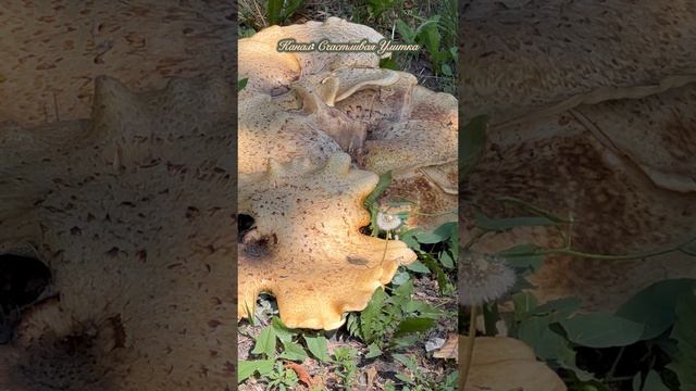 ОГРОМНЫЕ ГРИБЫ В ЦЕНТРЕ ГОРОДА смотреть онлайн