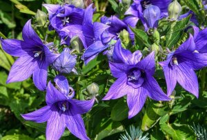 «Ширококолокольчик» РЕЛАКС АРТ-ТЕРАПИЯ ИМПРОВИЗАЦИЯ композитор Виктор Анохин #музыка #piano #цветы