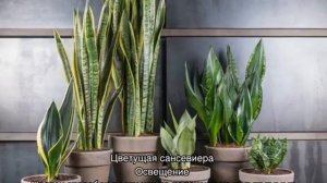 «Щучий хвост» цветок — уход и размножение