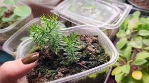 ТУЯ ИЗ СЕМЯН///ВСХОДЫ СПУСТЯ 4 МЕСЯЦА