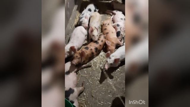 Предстартер для поросят!           Purina & Мега микс.