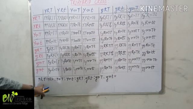 Trihybrid Cross (Orthodox method and Simple method) Class XII смотреть онлайн