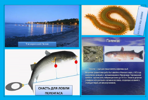 Пеленгас. Рыбалка на Таганрогском заливе