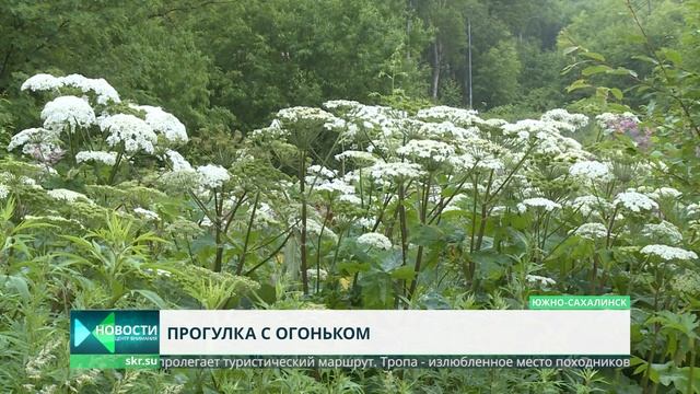 Борщевик на туристической тропе. Кто виноват?