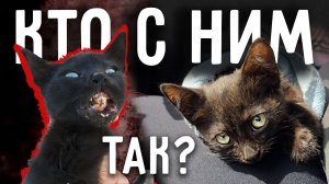 ОПЯТЬ искалеченный котенок из Дивного. Смогут ли зашить такое. Забор на участок не привозят 2 день.