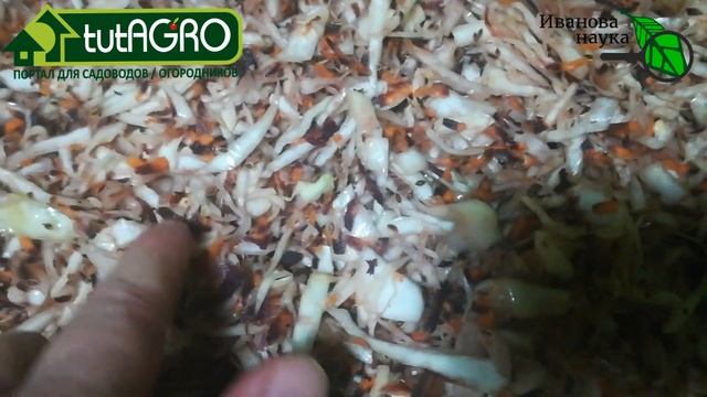 ЧТО БУДЕТ, если КВАСИТЬ... капусту с вот такой морковкой? смотреть онлайн