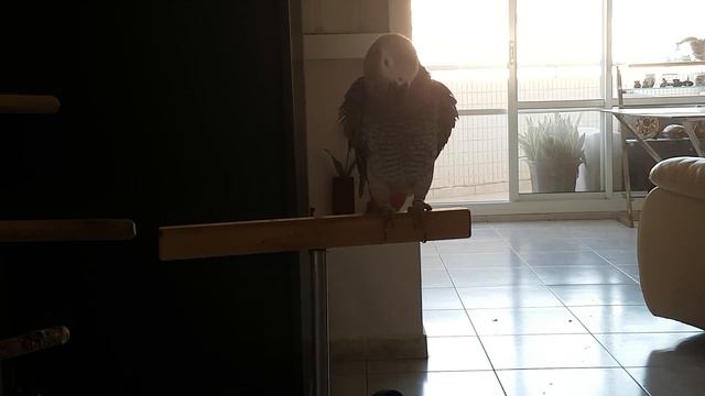Попугай Жако по имени Жекуся, так-то орел, красавец, мяу да , вобщем болтун ! смотреть онлайн