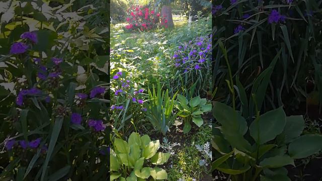 Традесканция Андерсена, это растение подходит для малоуходного сада🤗