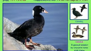 Турпан. Синьга. Голоса птиц