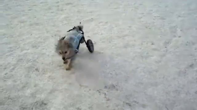 Собаки инвалиды смотреть онлайн