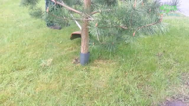 КАК СРЕЗАТЬ ТРАВУ ВОКРУГ ДЕРЕВЬЕВ, НЕ УДАРЯЯ О КОРУ | КУСТОРЕЗ, ГАЗОНОКОСИЛКА, ТРИММЕР, ЗАЩИТА смотреть онлайн