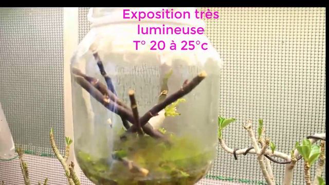 Multiplication de phalaenopsis à partir de hampes florales смотреть онлайн