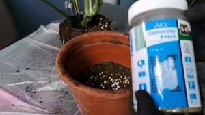 Монстера. Покупка, обработка, пересадка