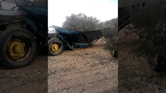 Жизнь в Испании. Сбор урожая оливок. смотреть онлайн