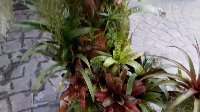 composición de bromelias y tillandsias.