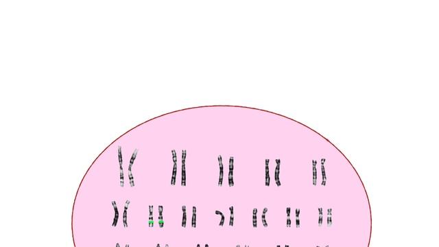 Inheritance Explained || How do we inherit features from our parents? смотреть онлайн
