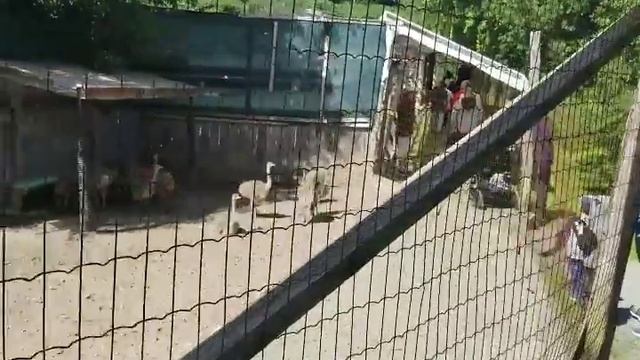 Детям о животных и ферма страусов смотреть онлайн