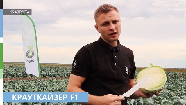 Обзор новинок сортов и гибридов кочанных капуст Bejo Zaden (Бейо Заден)