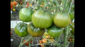 Томат Черное сердце Бреда