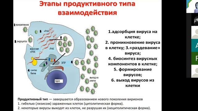 С. А. Лисовская. Систематика и морфология вирусов. Медико-биологический факультет. смотреть онлайн