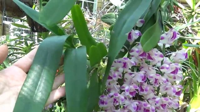 Орхидея Аэридес, Дитя Воздуха..Aerides, Child of The Air, Pot. Burana Beauty Burana, Enc. radiata смотреть онлайн