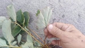 НАЧАЛО ФУЗАРИОЗНОГО  УВЯДАНИЯ КЛУБНИКИ