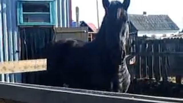 Новая беседка. смотреть онлайн