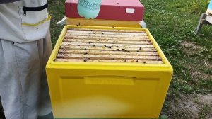 ОБЪЕДИНЕНИЕ отводков ПЧЁЛ на МЕДОСБОР ! Объединение семей пчёл на медосбор !