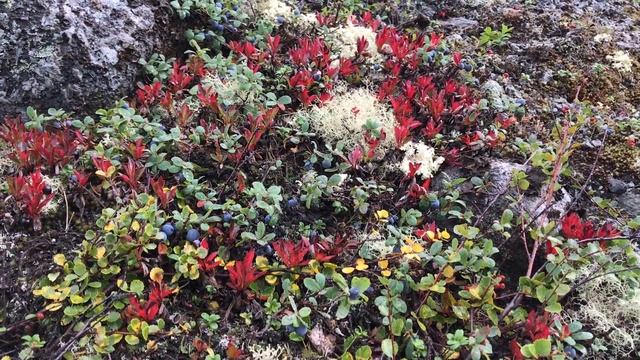 Приглашаем в Хибины летом, Мурманская область смотреть онлайн