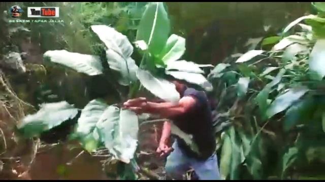 Bunga Aglonema Green Magic // Tanaman Berharga Yang Kini Langka Dieffenbachia смотреть онлайн