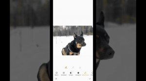 Как сделать фон фото черно-белым как в Galaxy S10+На предыдущих флагманах)))