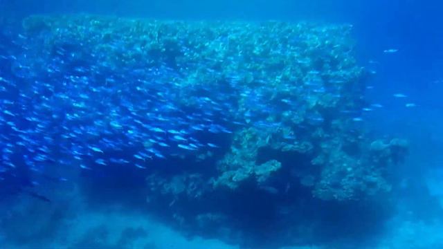 Красное море. Кораллы, рыбки... смотреть онлайн