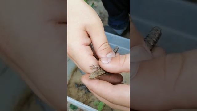 ?Как отличить живородящую ящерицу от прыткой? смотреть онлайн