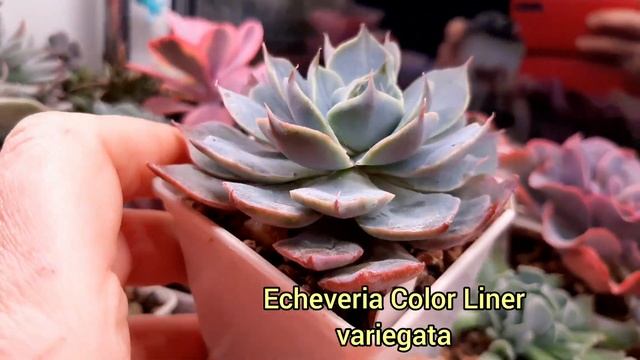 Суккуленты. Мои новинки. Часть 1. смотреть онлайн